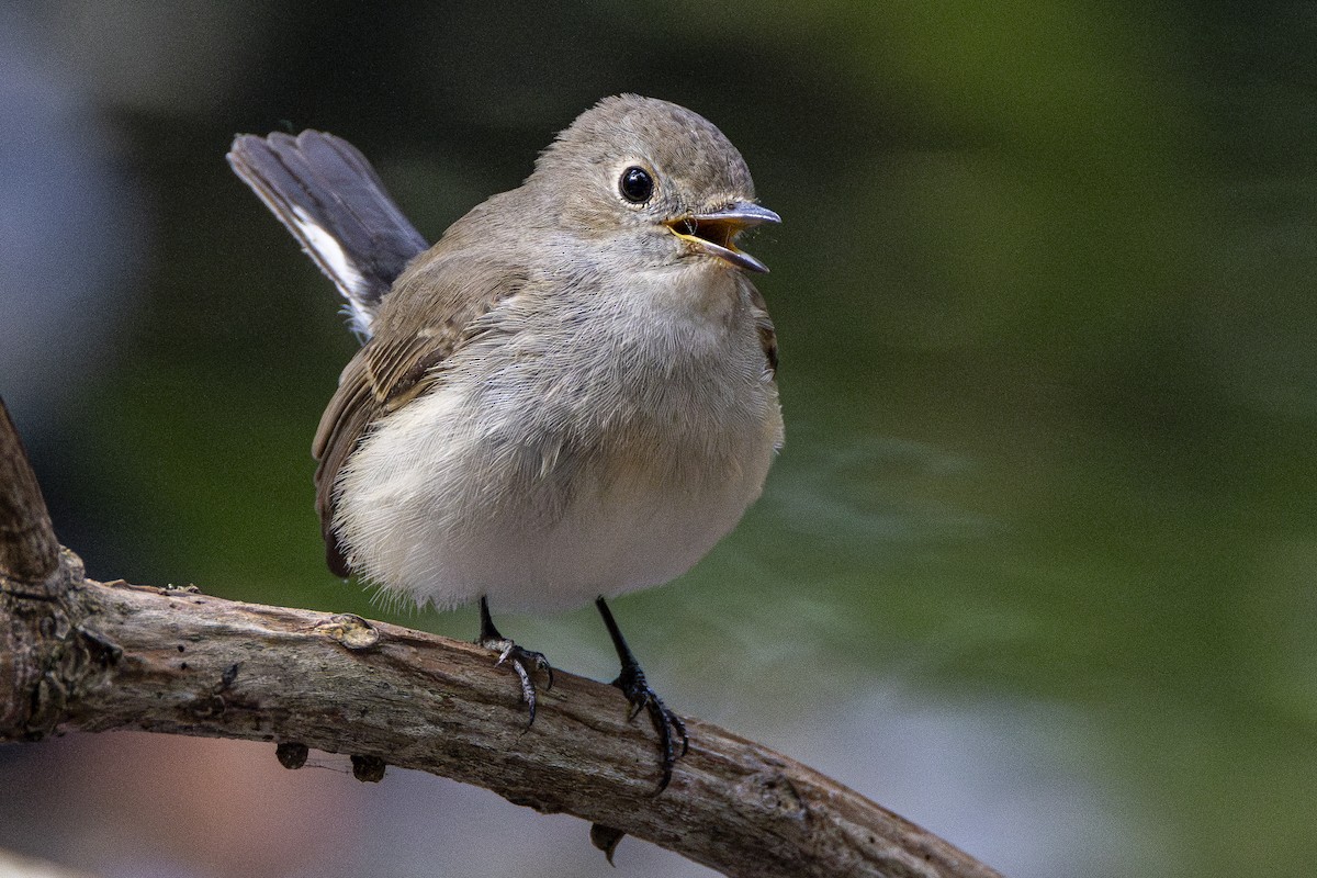 Taiga Flycatcher - ML645981618