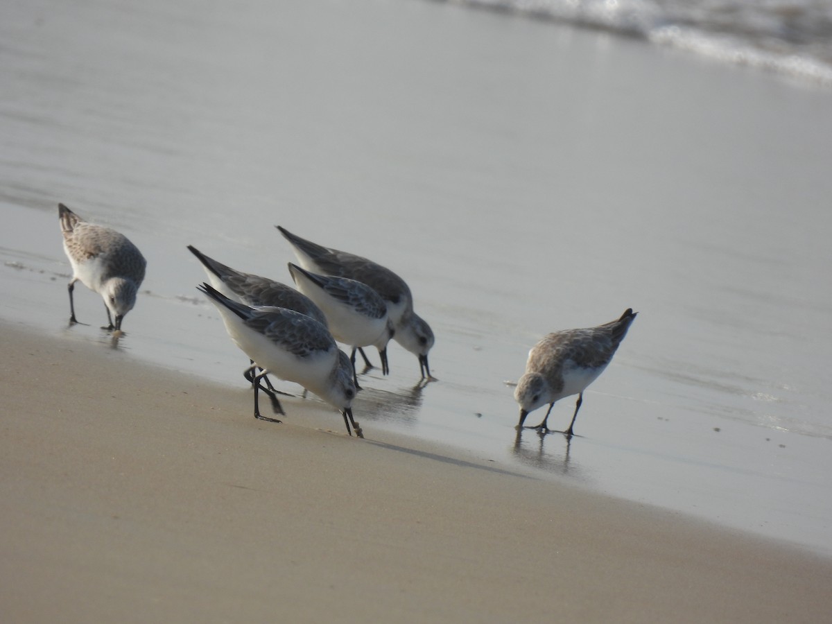 Txirri zuria - ML645981619