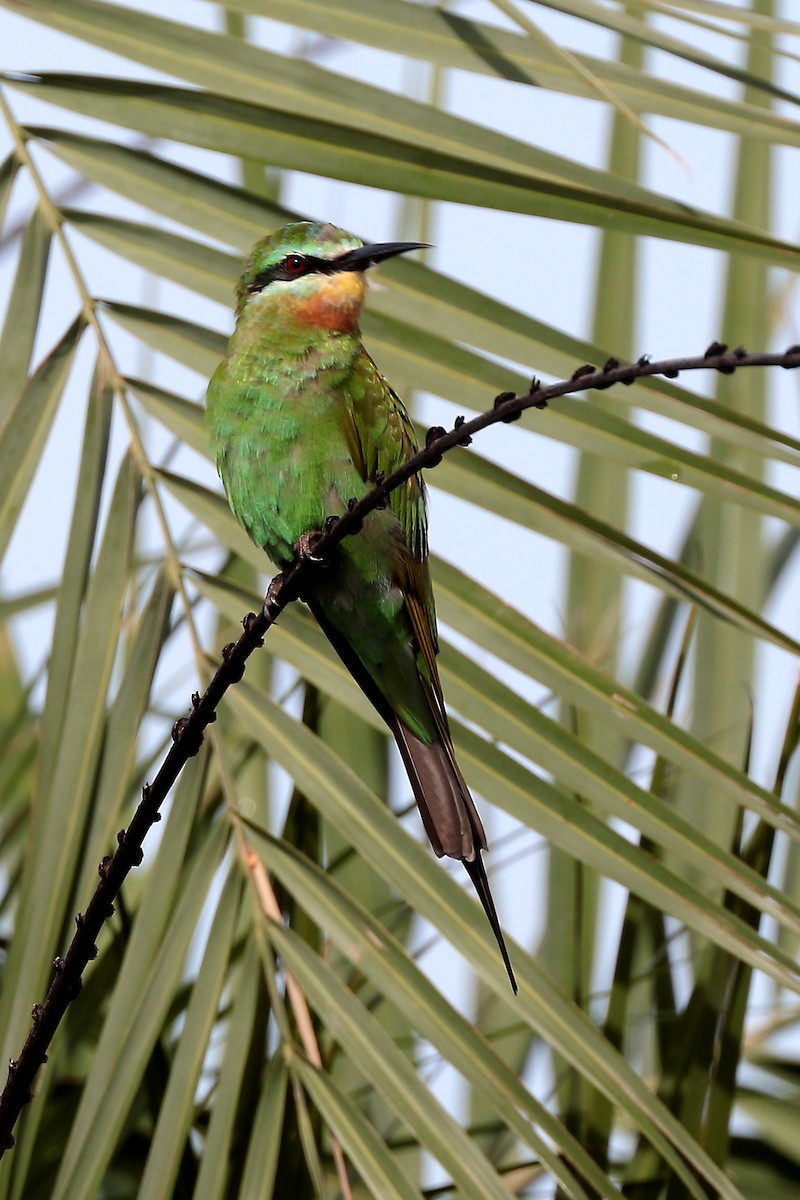 Blue-cheeked Bee-eater - ML645981625