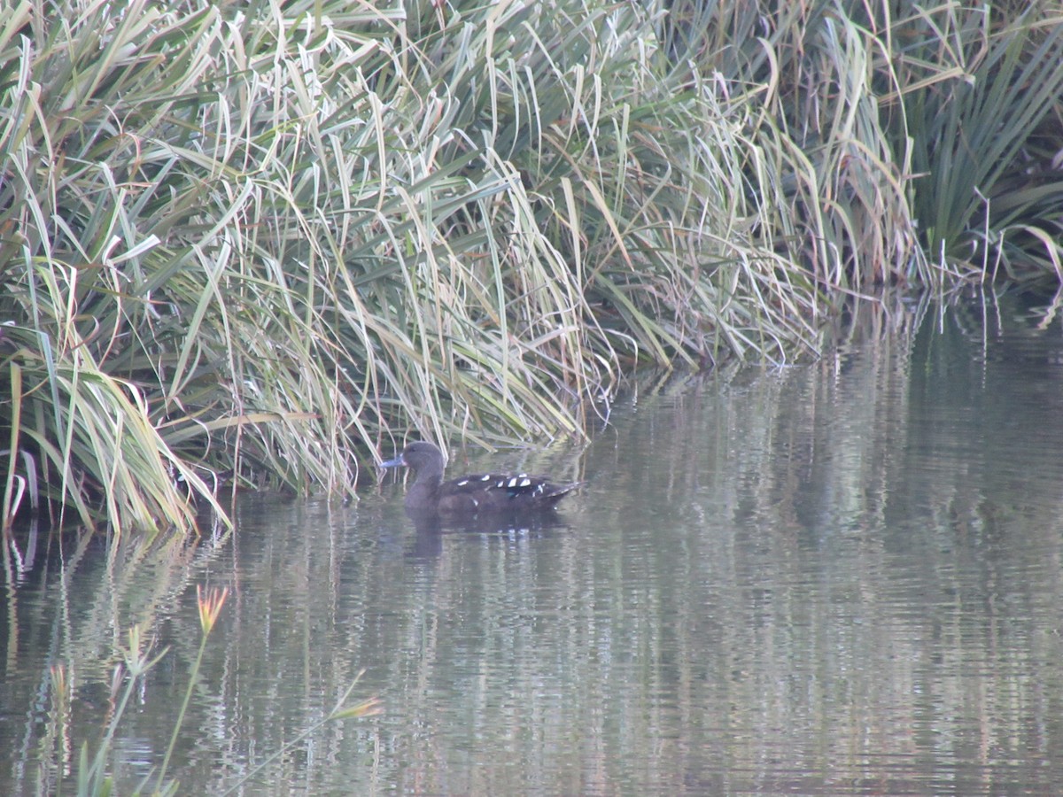 African Black Duck - ML645981626