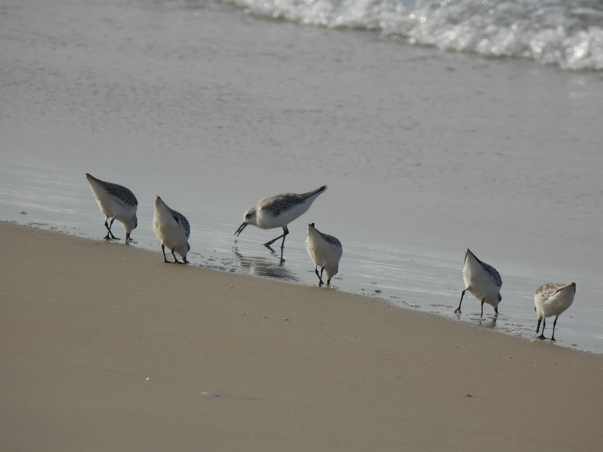 Txirri zuria - ML645981627