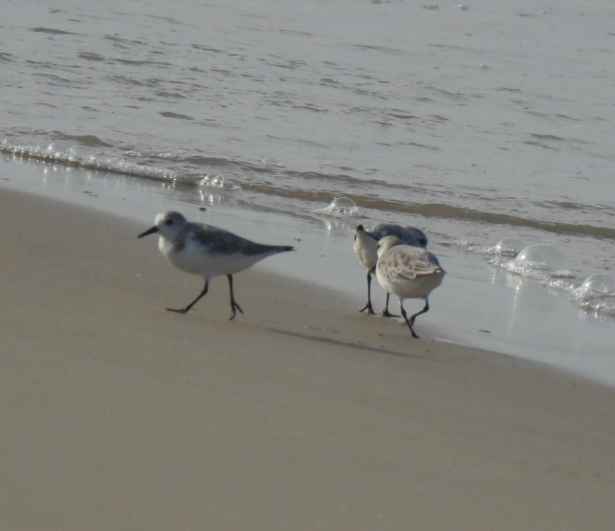 Txirri zuria - ML645981637