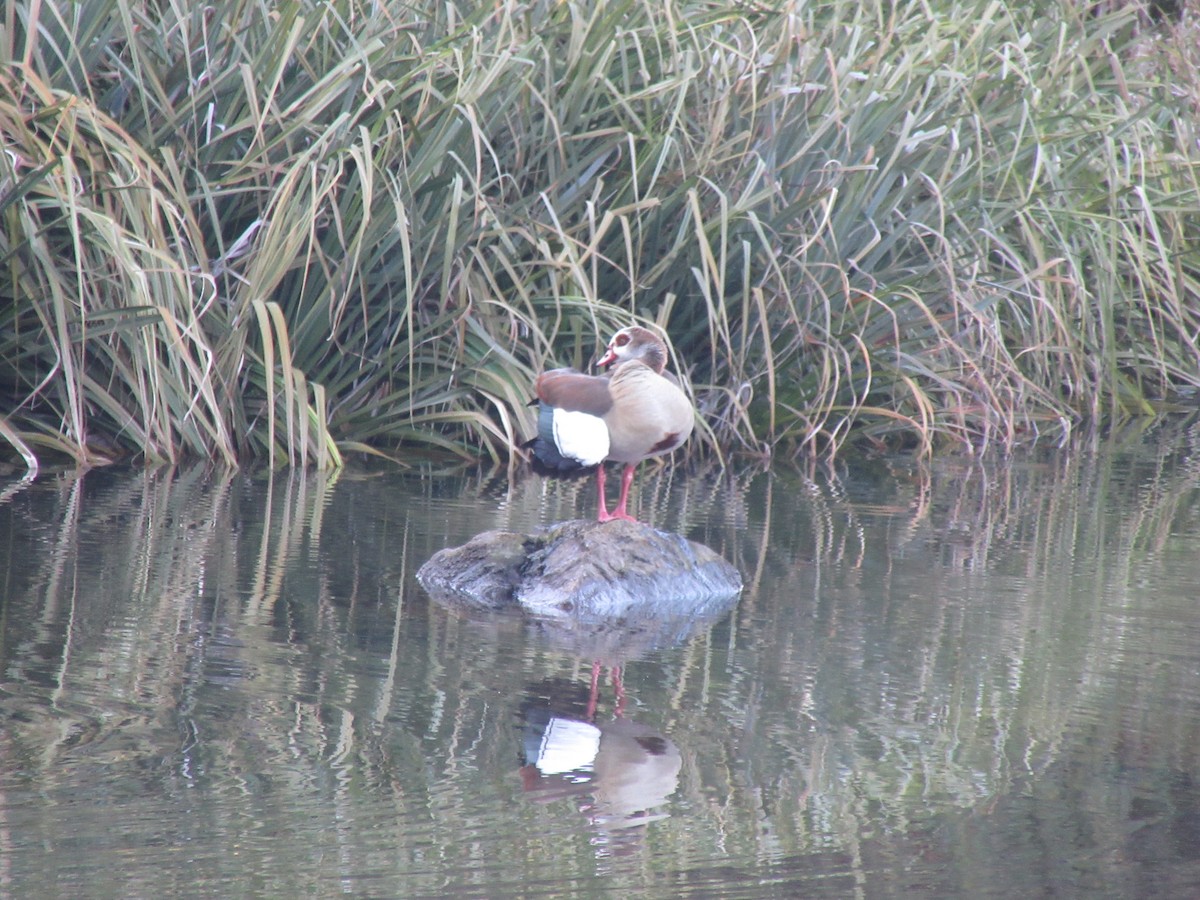 Egyptian Goose - ML645981640