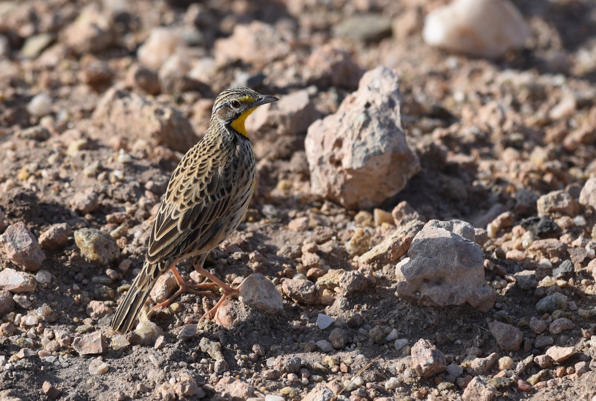 Pangani Longclaw - ML645981645