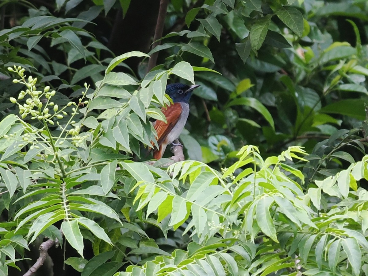 Tchitrec de Chine - ML645981648