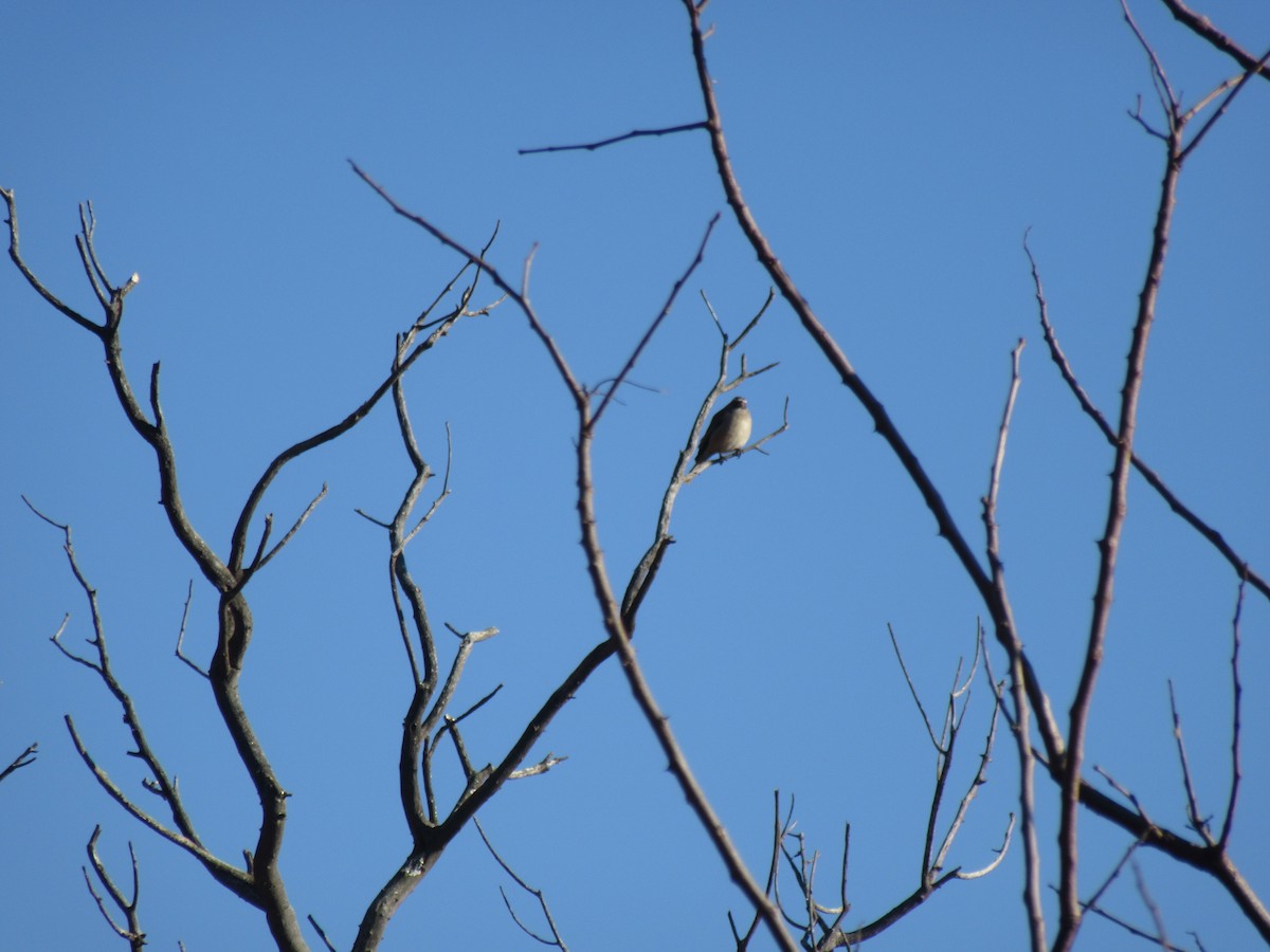 Streaky-headed Seedeater - ML645981654