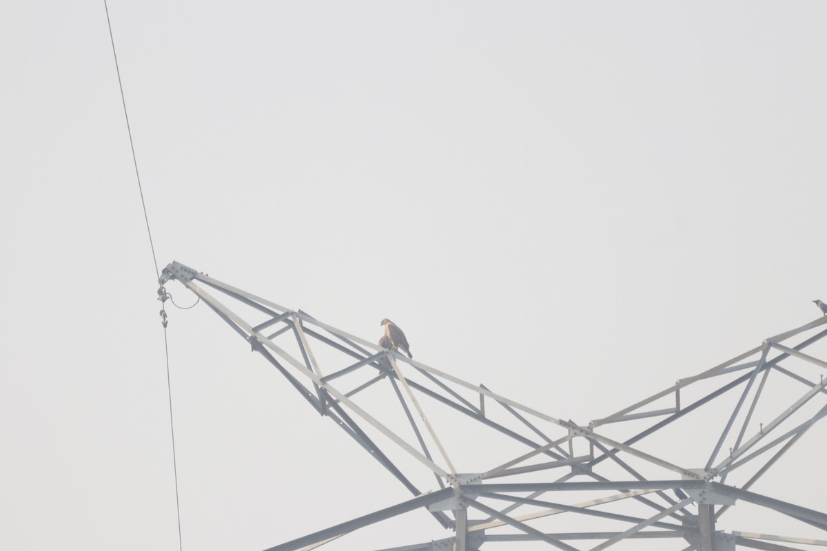 Long-legged Buzzard - ML645981656