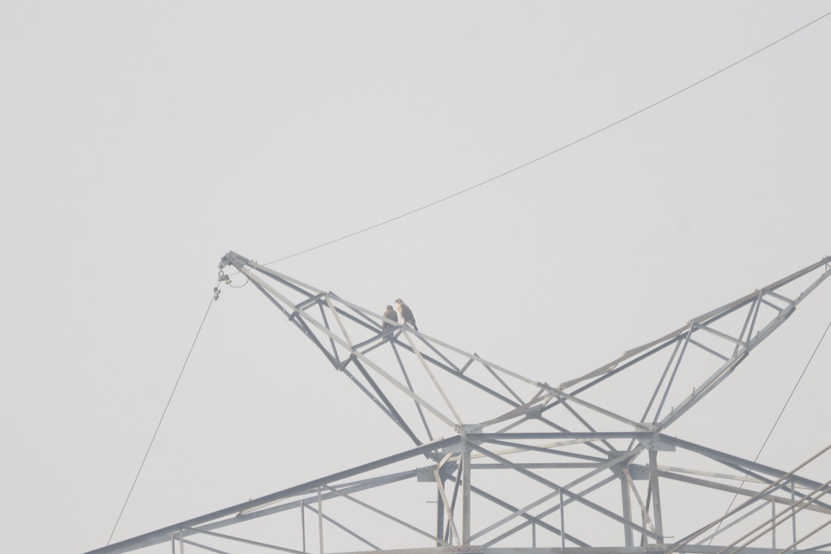 Long-legged Buzzard - ML645981657