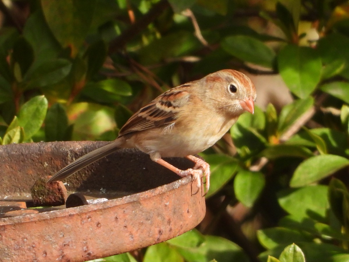 Chingolo Campestre - ML645981659