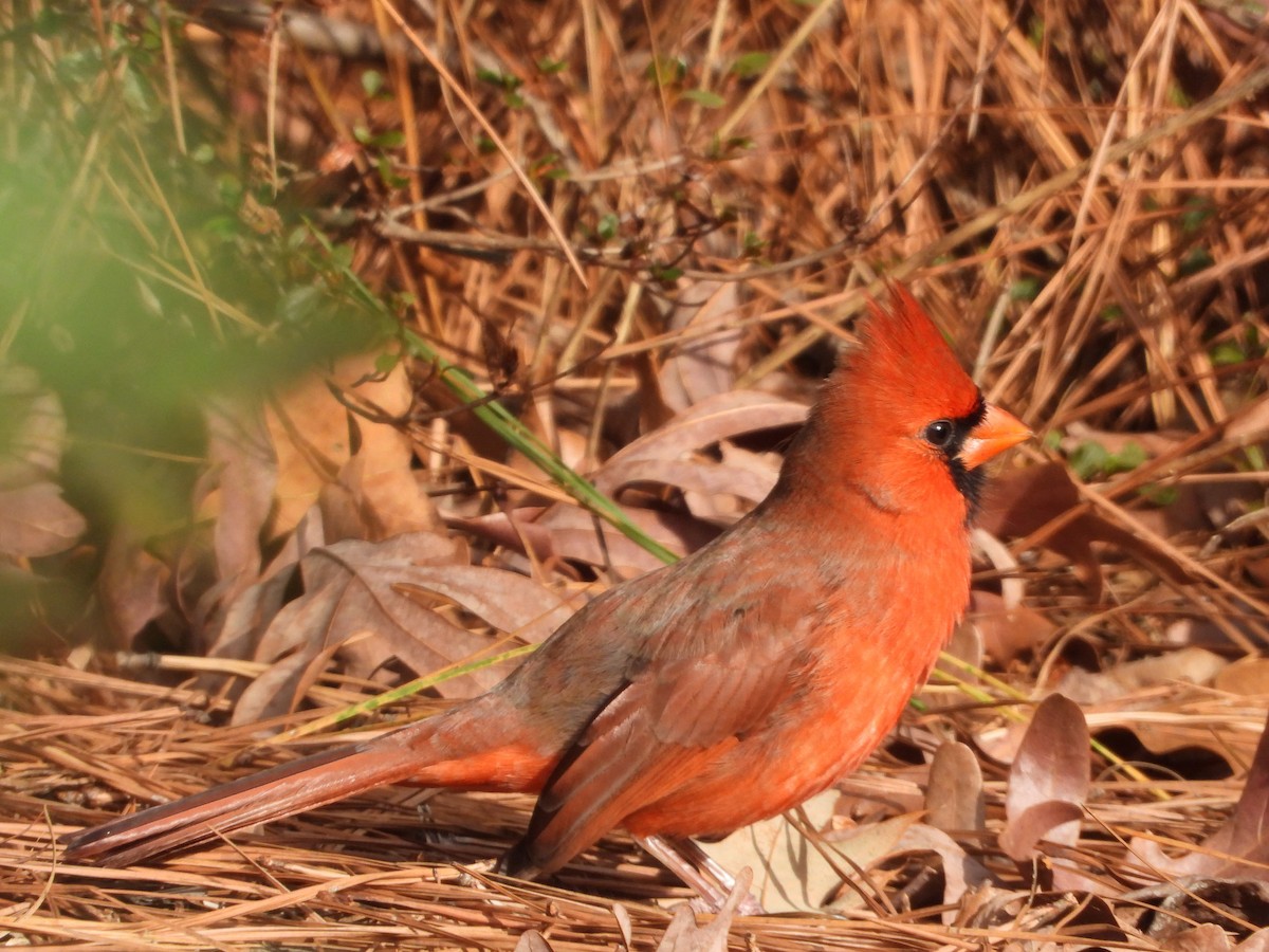 rødkardinal - ML645981661