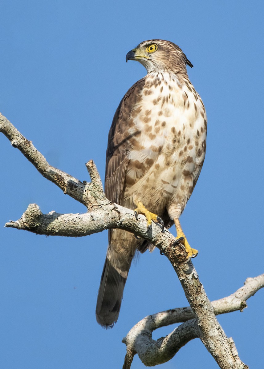 Crested Goshawk - ML645981665