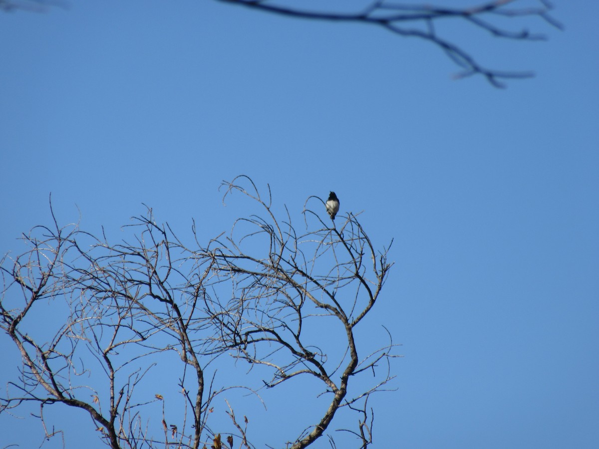 White-bellied Sunbird - ML645981667
