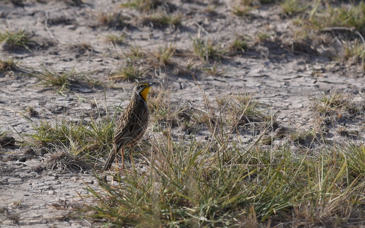 Pangani Longclaw - ML645981670