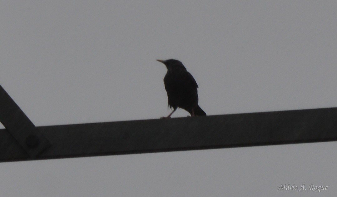 Étourneau unicolore - ML645981673