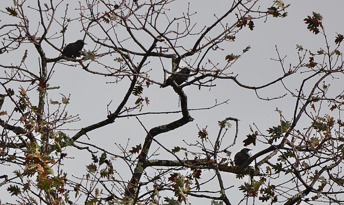 Étourneau unicolore - ML645981674