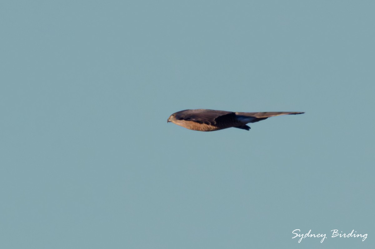 Cooper's Hawk - ML645981680