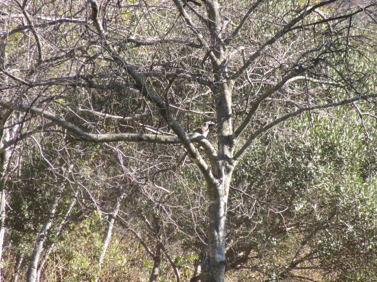 African Gray Hornbill - ML645981681