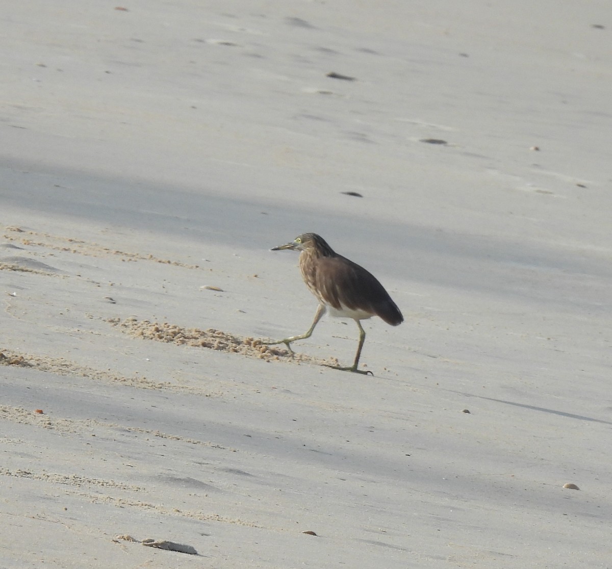 Indian Pond-Heron - ML645981682