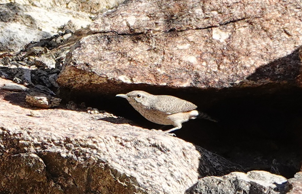 Cucarachero Roquero - ML645981683