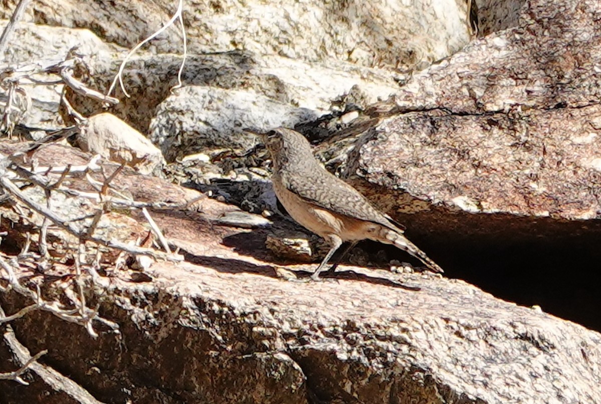 Cucarachero Roquero - ML645981684