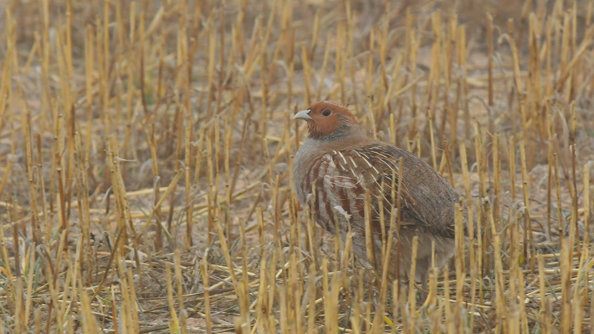 Gray Partridge - ML645981700