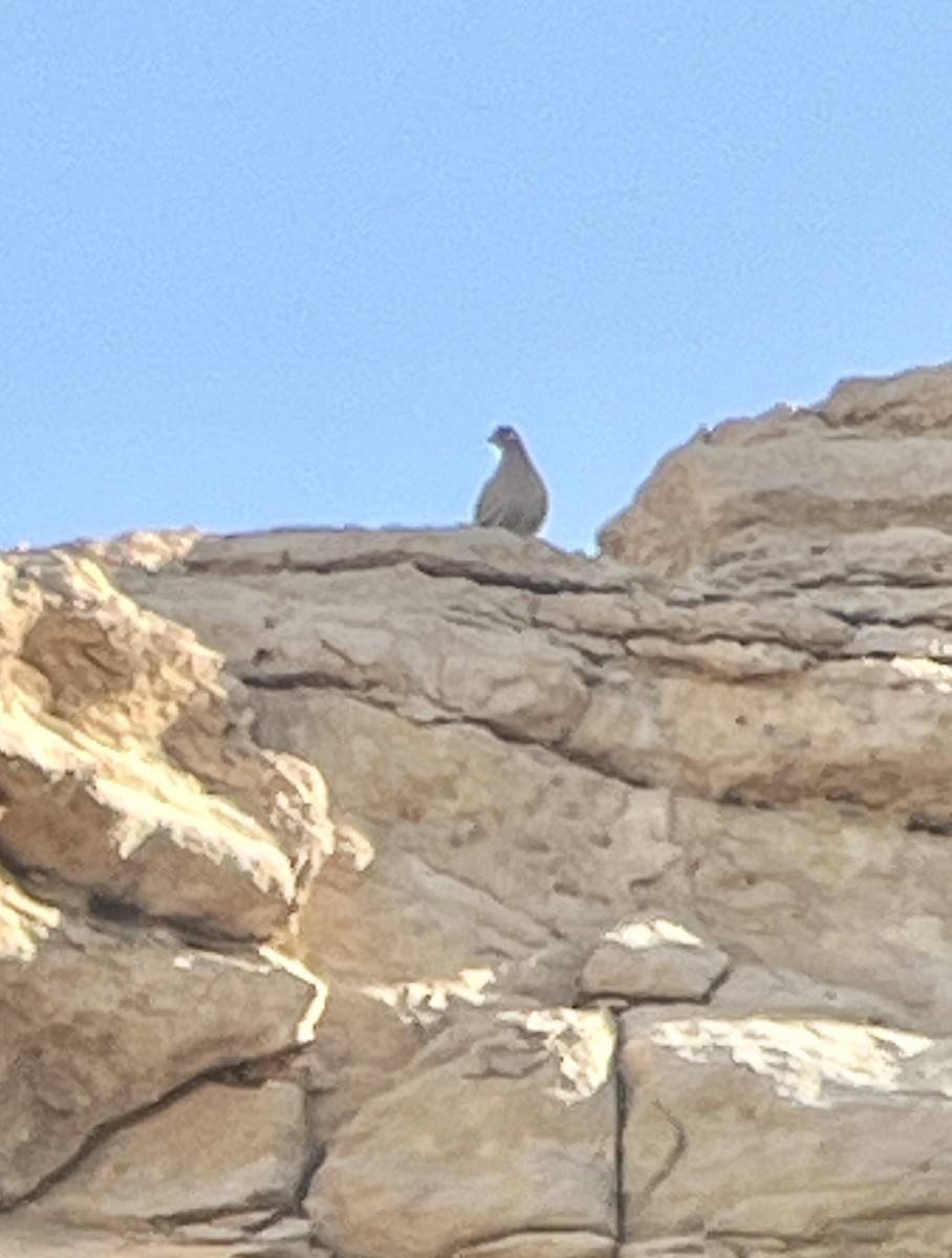 Sand Partridge - ML645981708