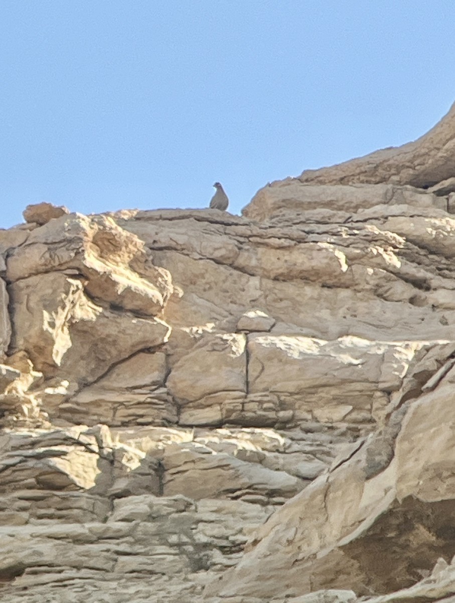 Sand Partridge - ML645981709