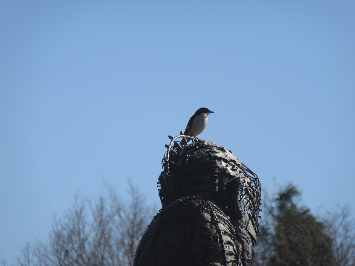 Fiscal Flycatcher - ML645981712