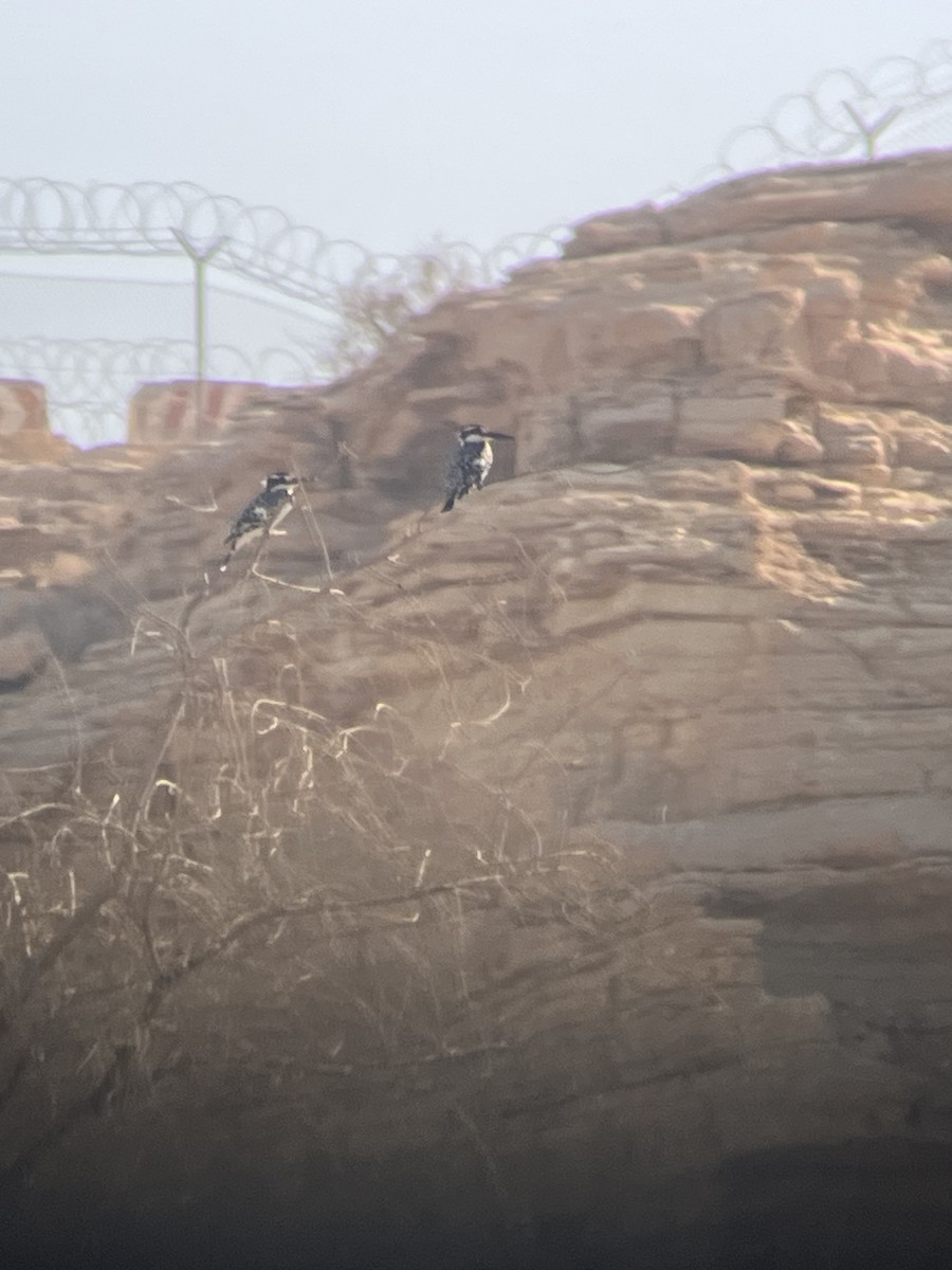 Pied Kingfisher - ML645981715