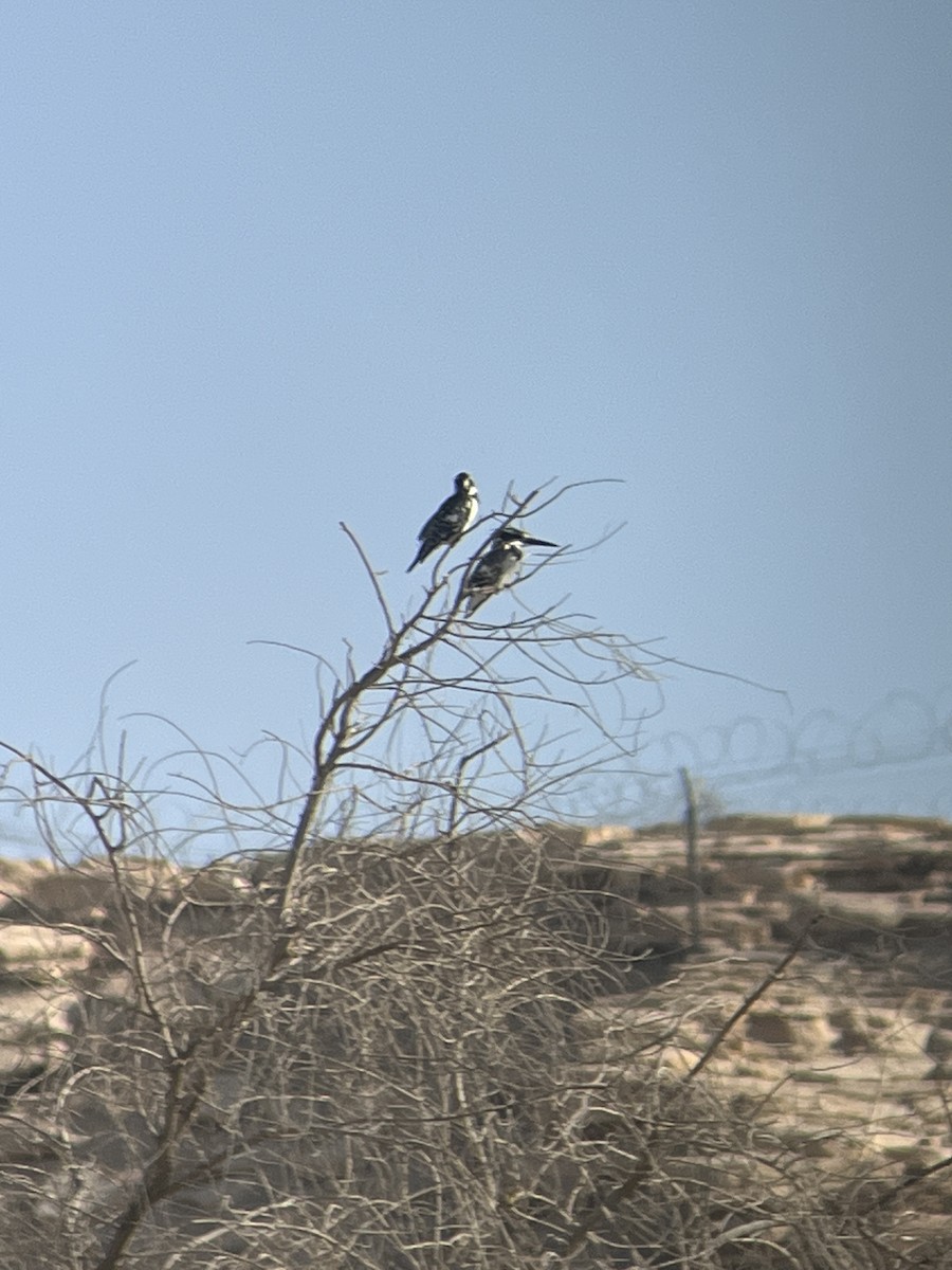 Pied Kingfisher - ML645981716