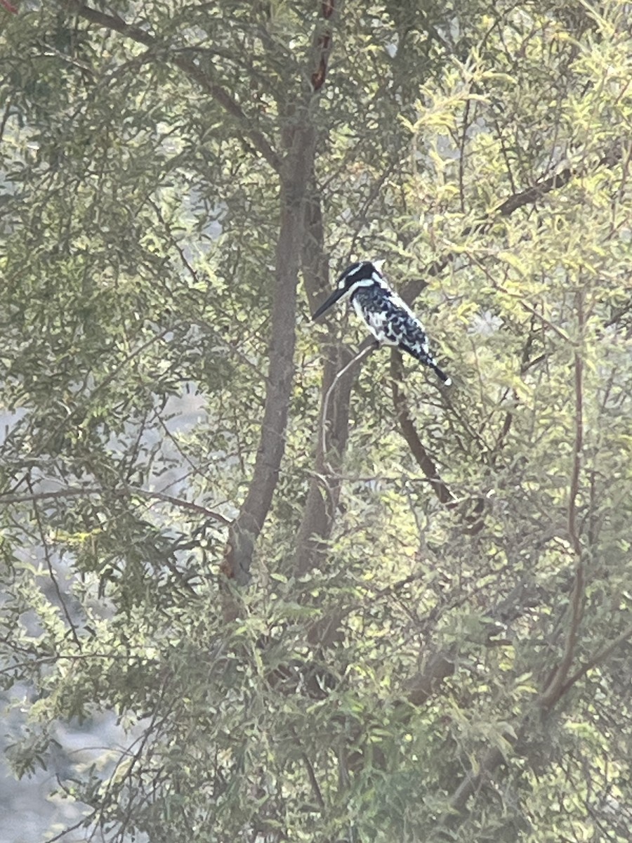 Pied Kingfisher - ML645981717