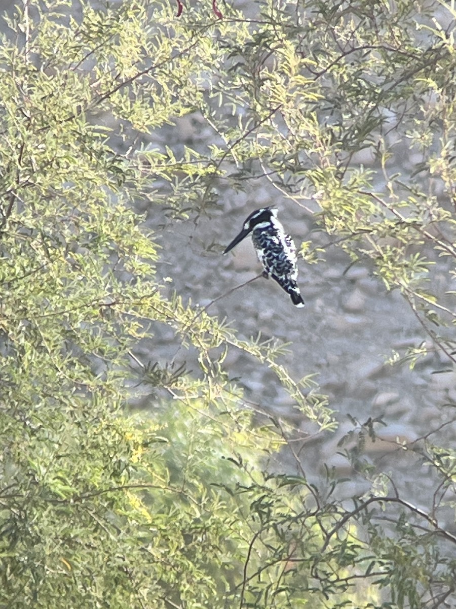 Pied Kingfisher - ML645981718