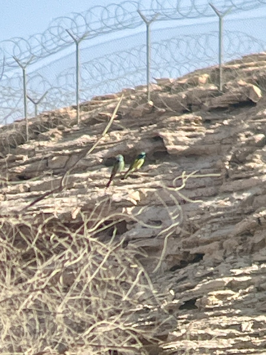 Arabian Green Bee-eater - ML645981721