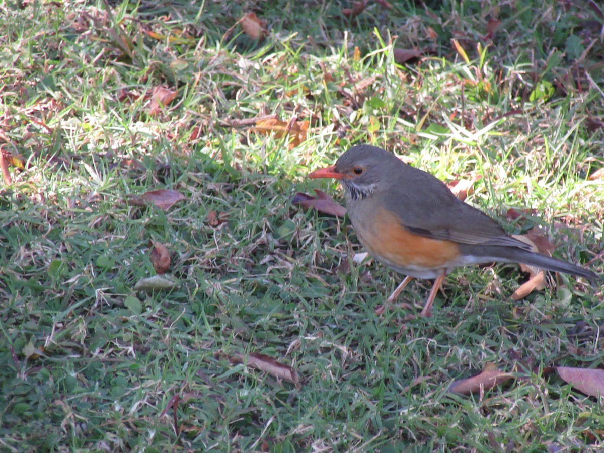 Kurrichane Thrush - ML645981722