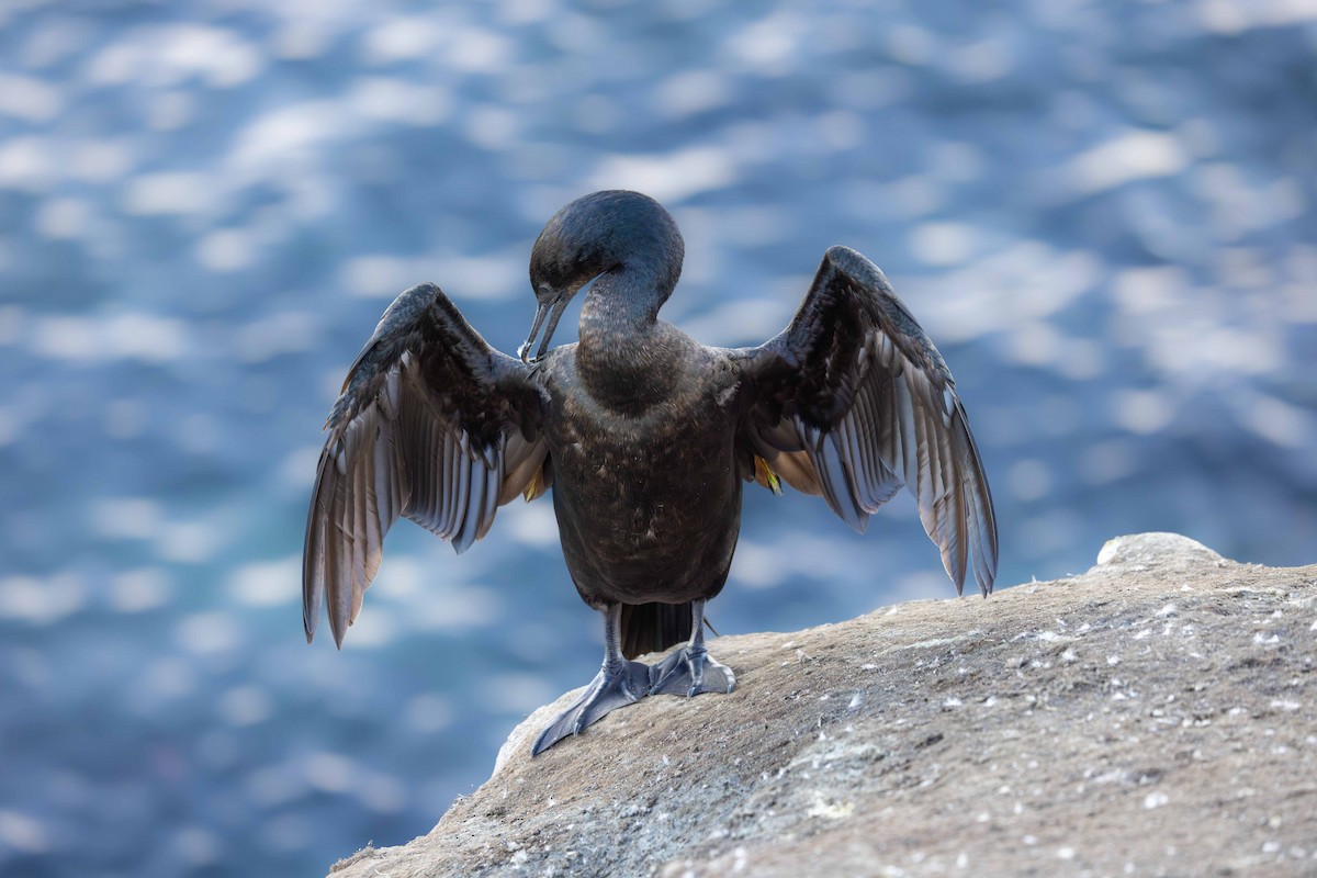 Cormorán Sargento - ML645981742