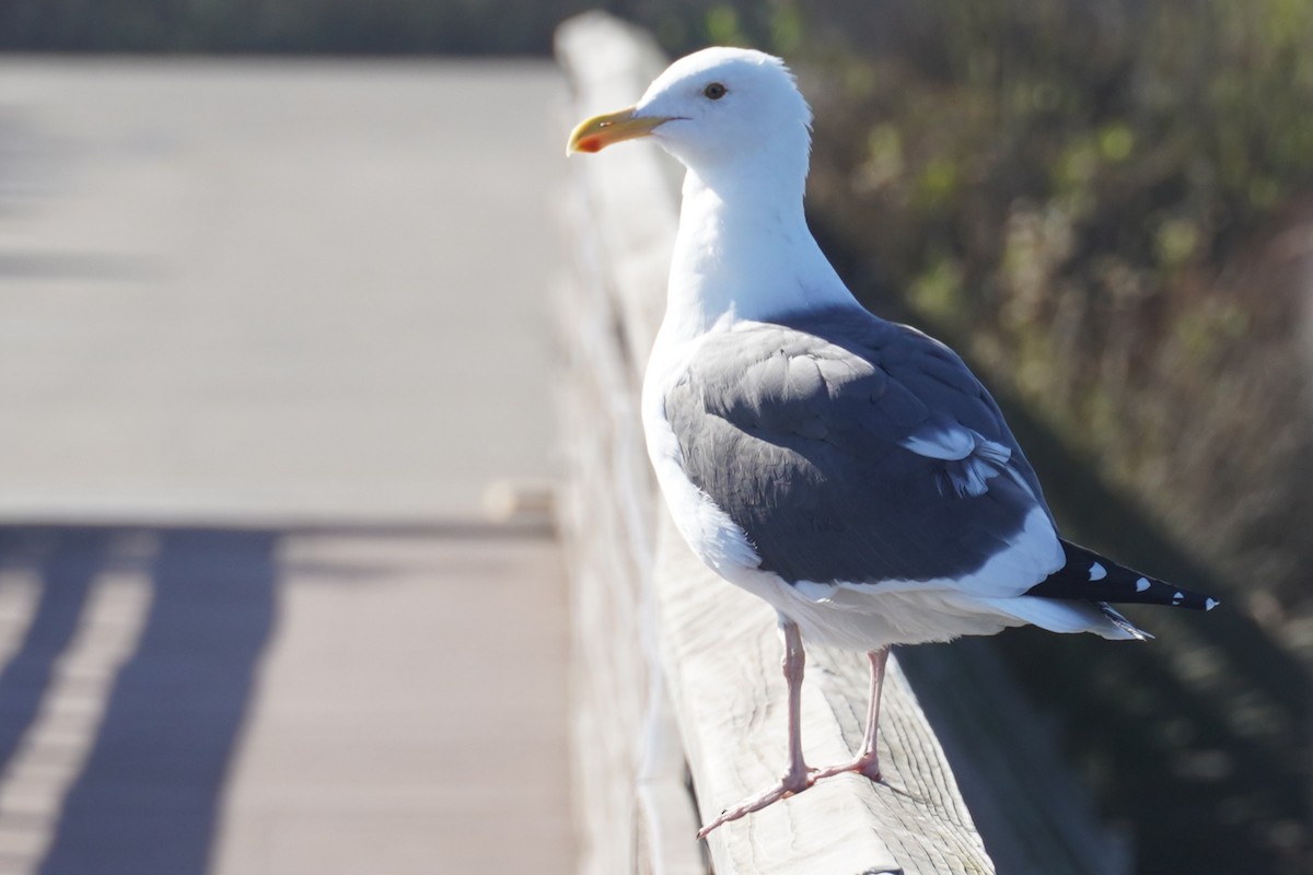 アメリカオオセグロカモメ - ML645981744