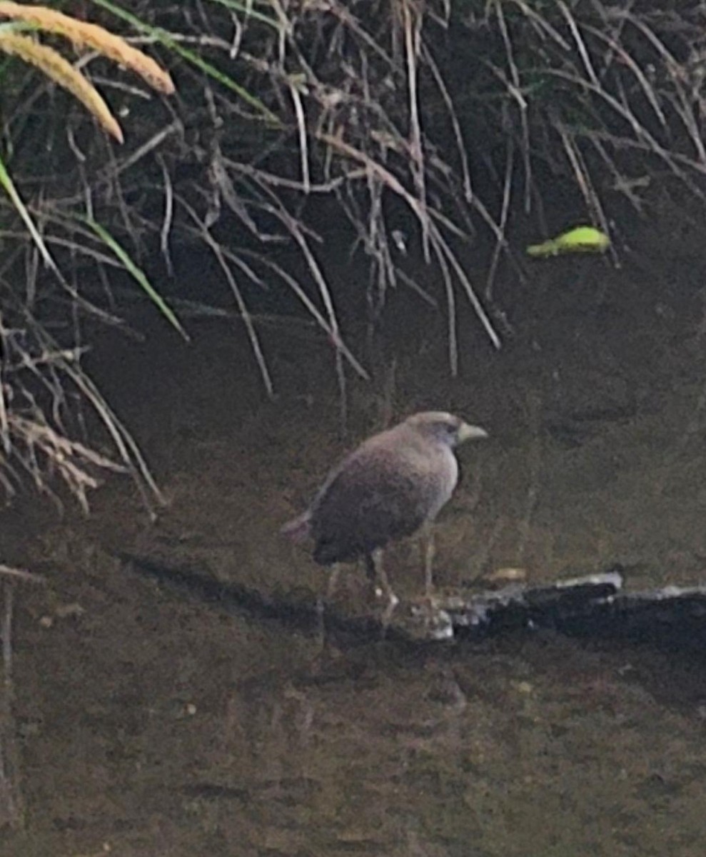 Pale-vented Bush-hen - ML645981745