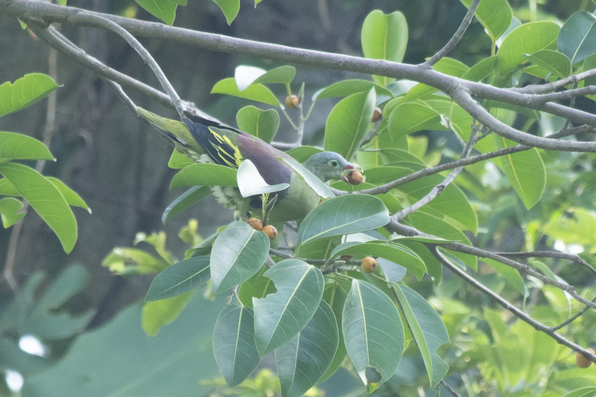 厚嘴綠鳩 - ML645981746