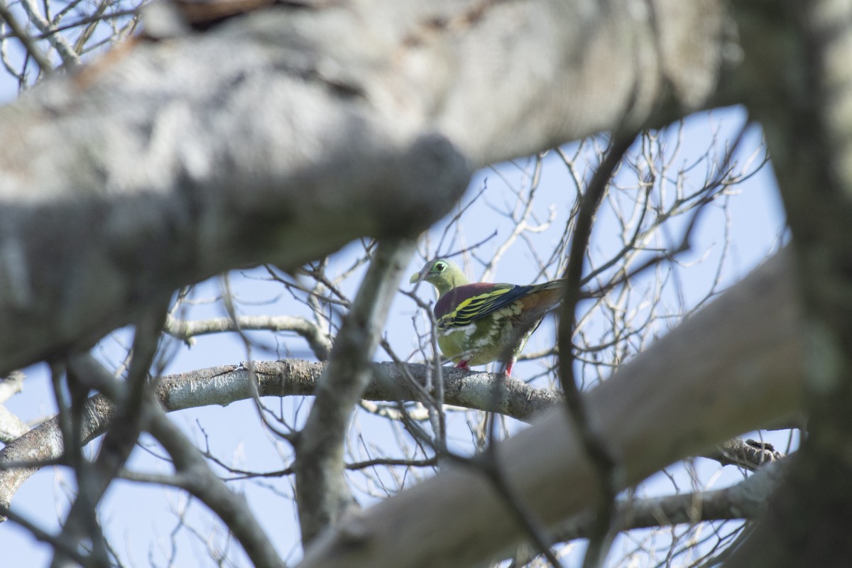 厚嘴綠鳩 - ML645981747