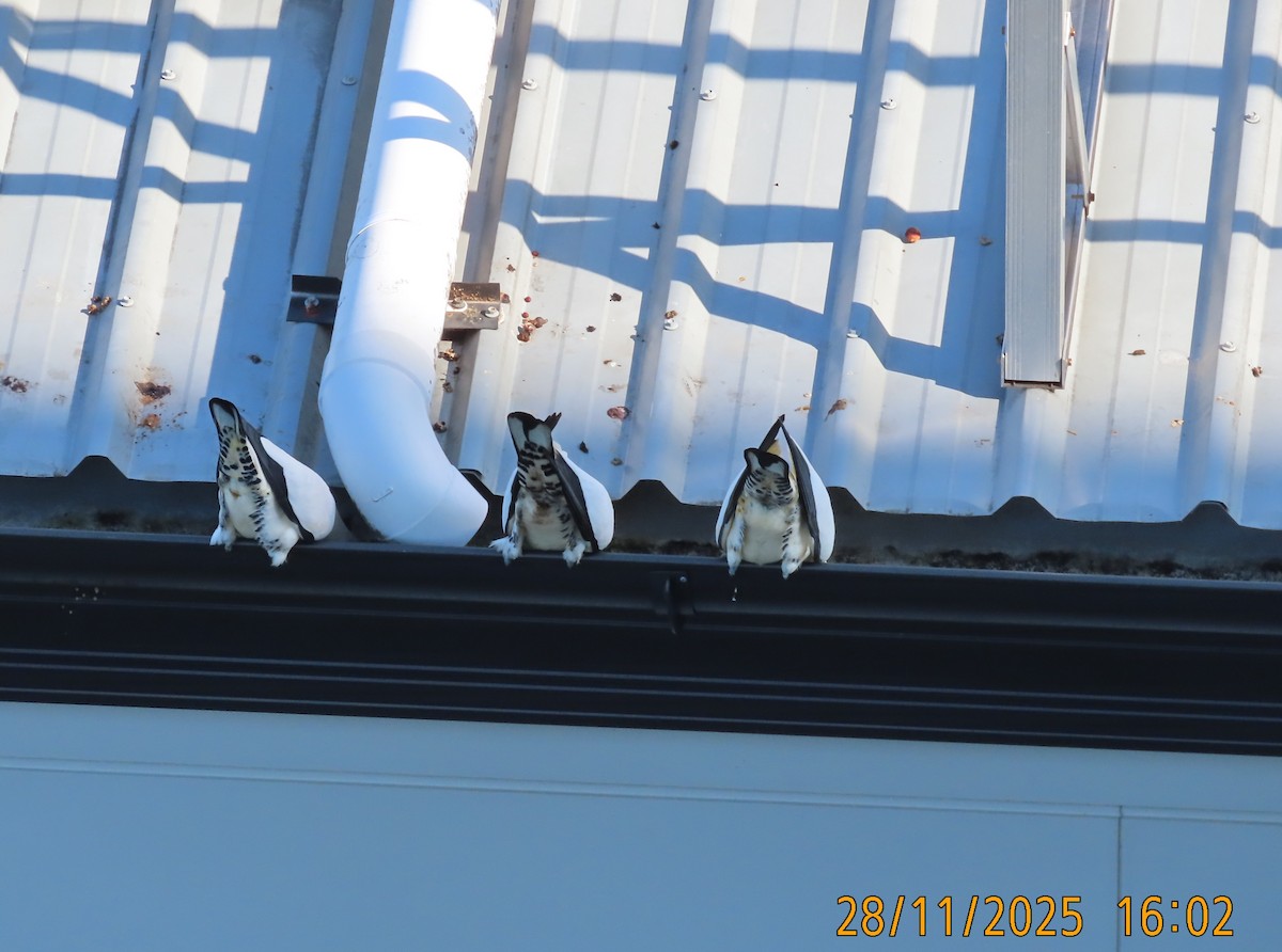 Torresian Imperial-Pigeon - ML645981748