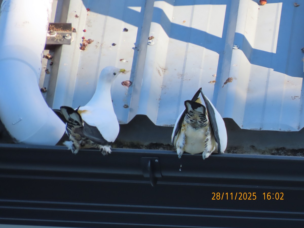 Torresian Imperial-Pigeon - ML645981752