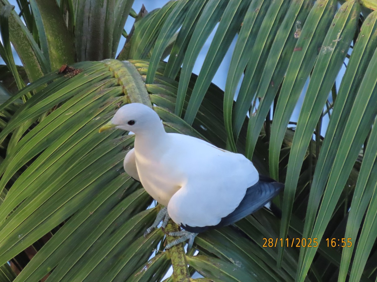 Torresian Imperial-Pigeon - ML645981754