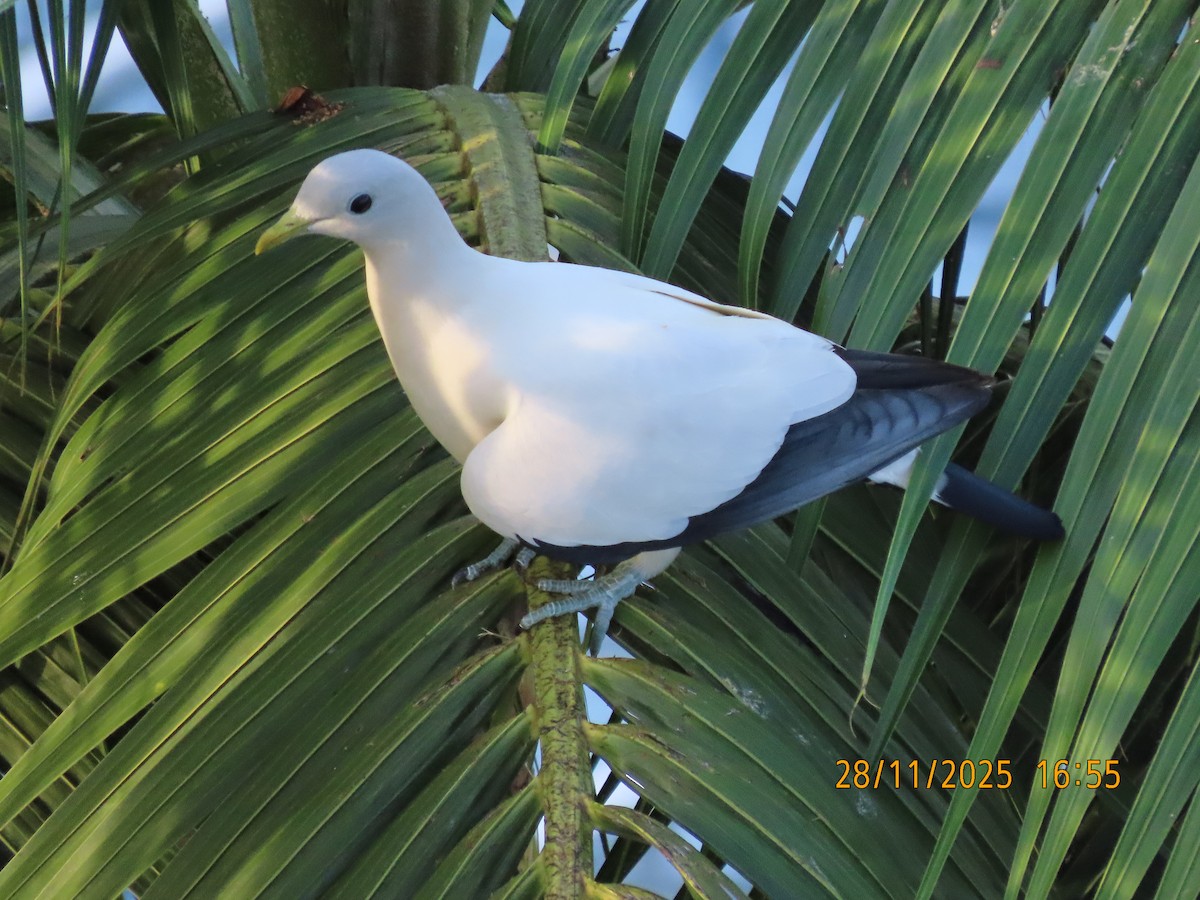 Torresian Imperial-Pigeon - ML645981758