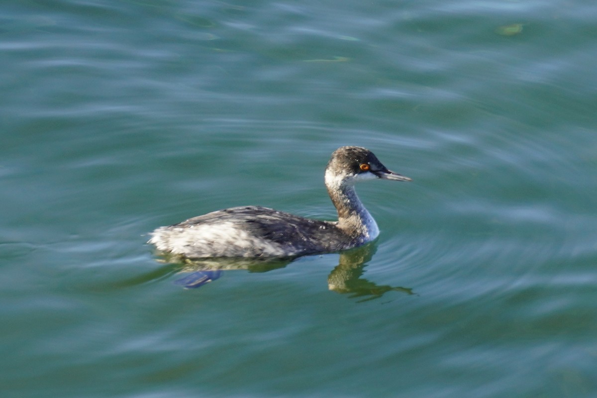 Eared Grebe - ML645981760