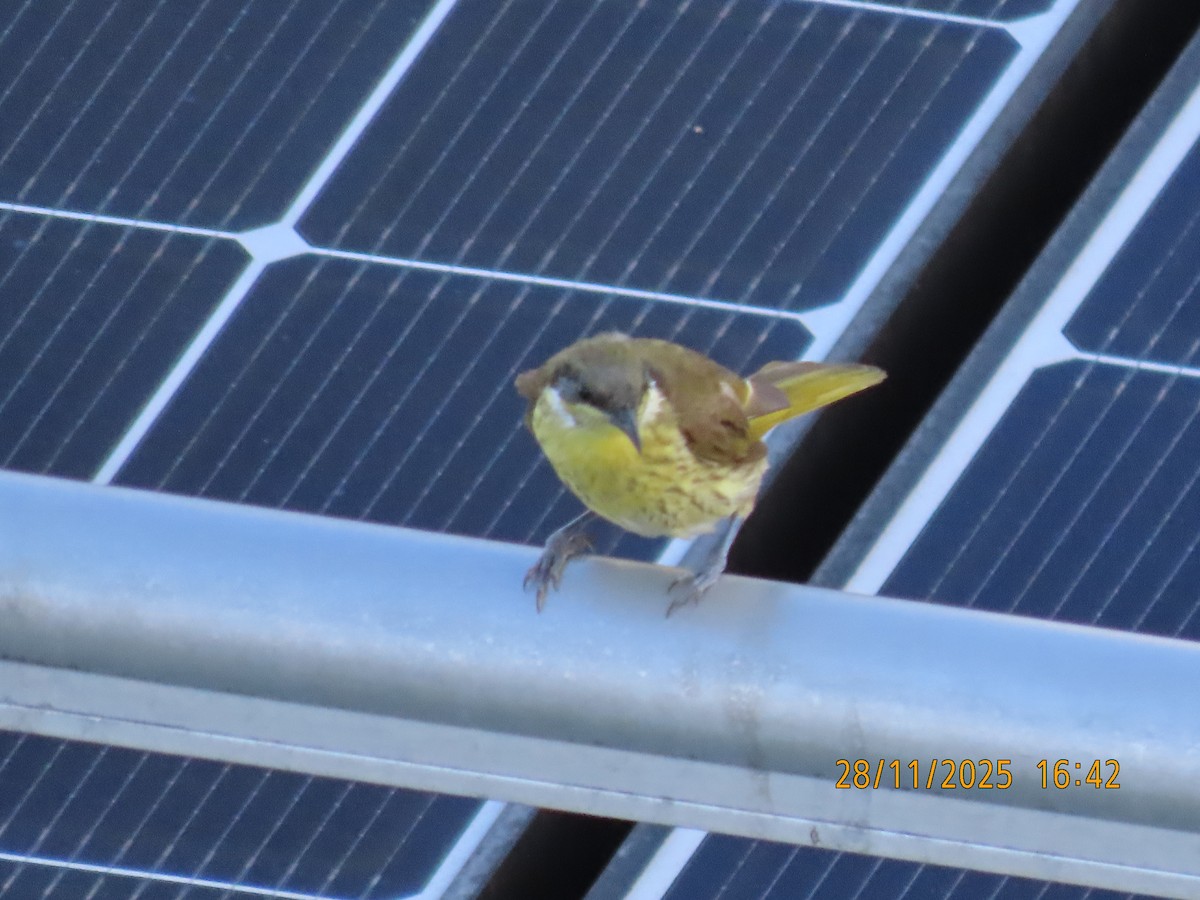 Varied Honeyeater - ML645981761