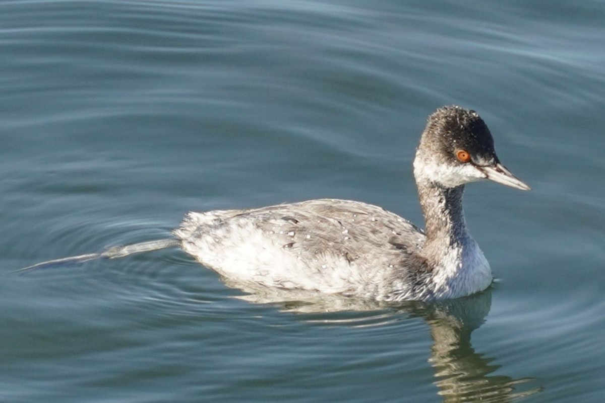 Eared Grebe - ML645981762