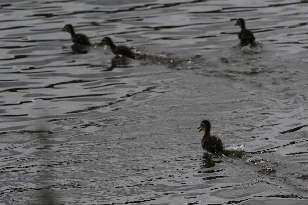 Pacific Black Duck - ML645981763