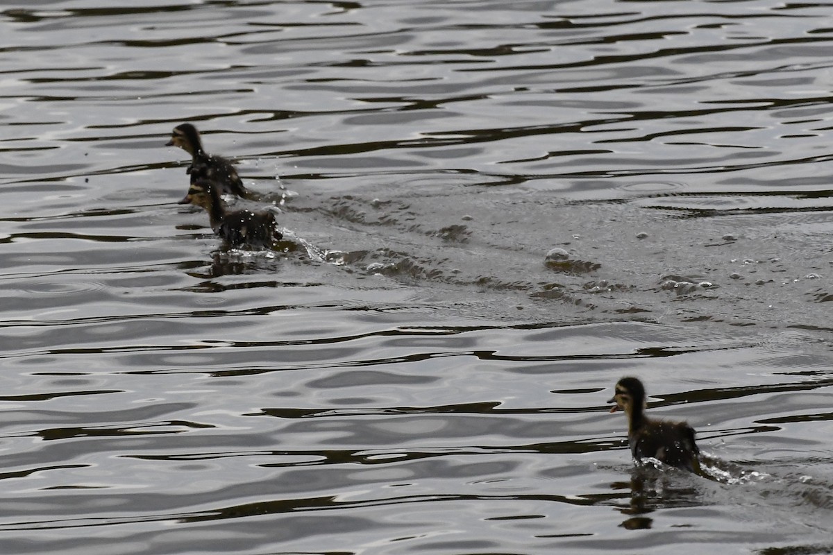 Pacific Black Duck - ML645981764