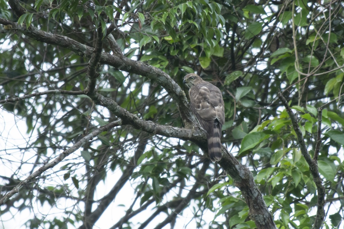 鳳頭蒼鷹 - ML645981765