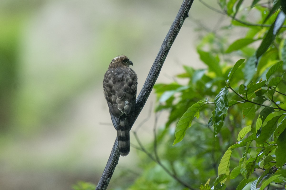 鳳頭蒼鷹 - ML645981766